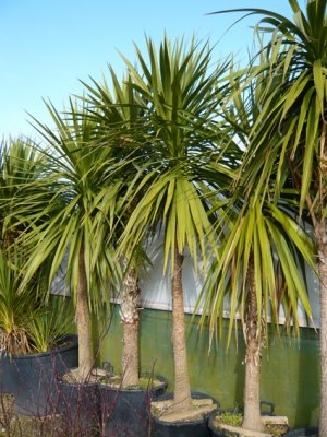 Cordyline Australis at Amulree