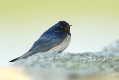 Barn Swallow / Hirundo rustica / Ladusvala