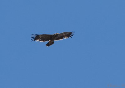 Steppe Eagle / Aquila nipalensis / Stpprn