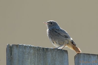 Black redstart / Phoenicurus ochruros / Svart rödstjärt