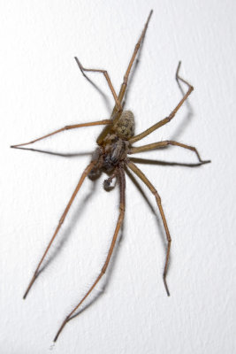 Spider