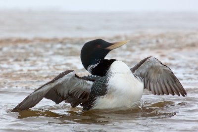 White-billed Diver, known in North America as Yellow-billed Loon (Gavia adamsii)