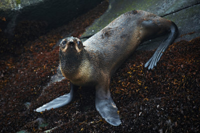 Kuril Islands and Kamchatka August 2012 (Russia)