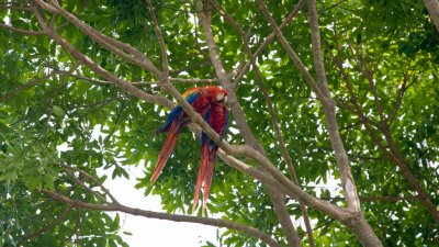 20080517-087-Osa Peninsula.jpg