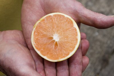 2008 Feb Citrus Sale