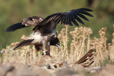 Egyptian vulture (juv)