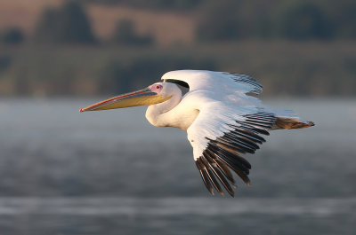  Great White Pelican