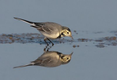 white_wagtail
