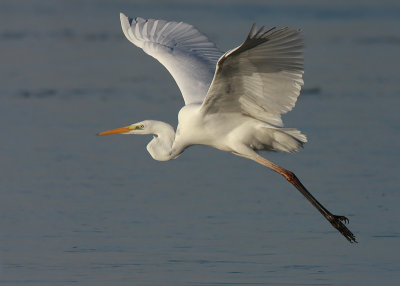 Great White Heron