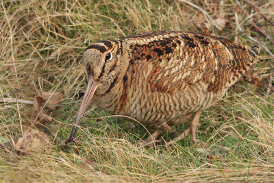 Woodcock