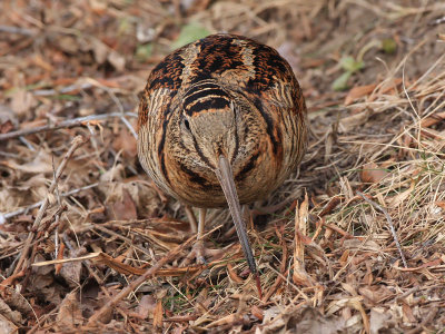 Woodcock