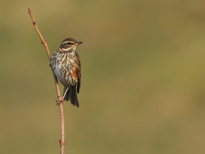 Redwing