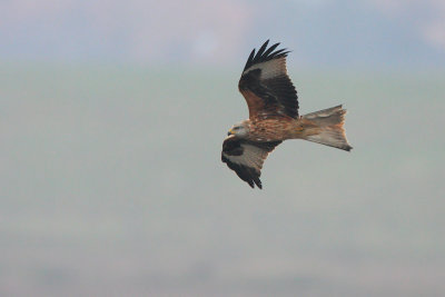 red_kite