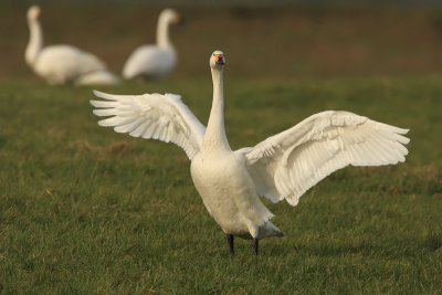 Bewick's Swan