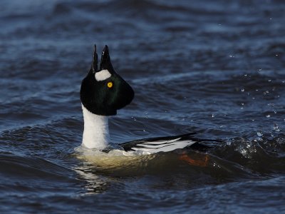 Goldeneye