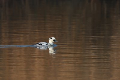 Smew