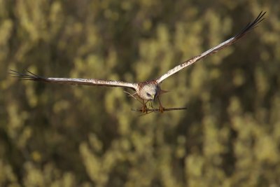 Marsh Harrier