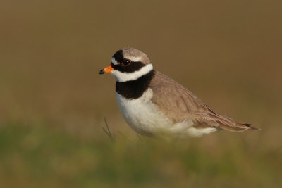 Ringed Plover
