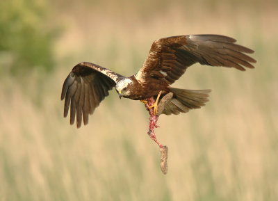 Marsh Harrier