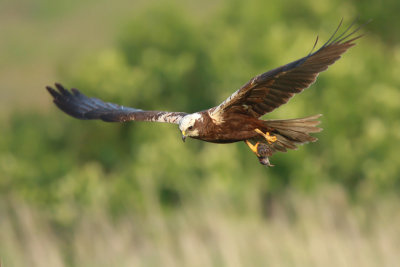 Marsh Harrier