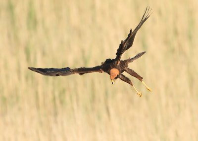 Marsh Harrier