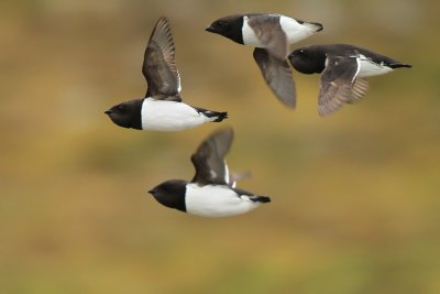 Little Auk