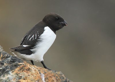 Little Auk