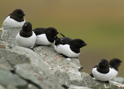 Little Auk