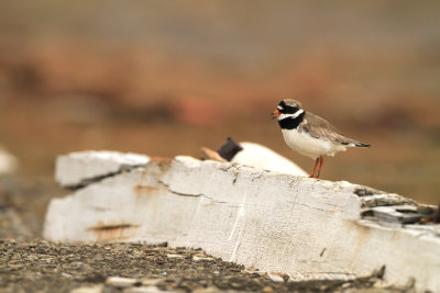 Ringed Plover (Bontbekplevier)