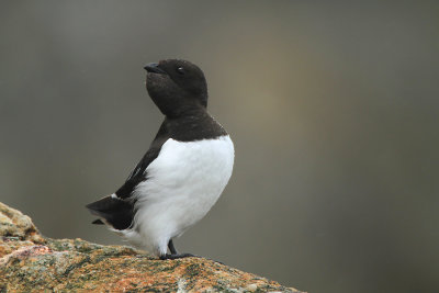 Little Auk