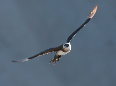 Arctic Skua (kleine jager)