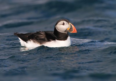 Puffin (Papegaaiduiker)