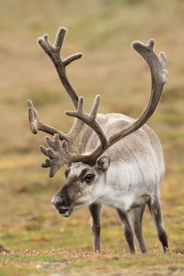 Svalbard Reindeer