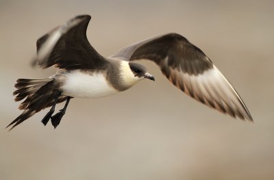 Arctic Skua (kleine jager)