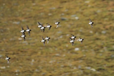 Little Auk (Kleine alk)