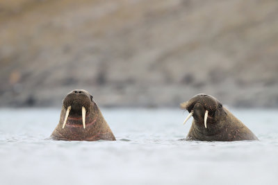 Atlantic Walrus (Svalbard)