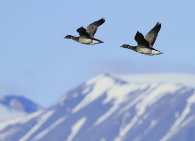 Other birds from Svalbard