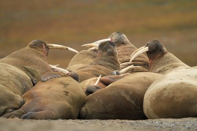 Atlantic Walrus (Svalbard)