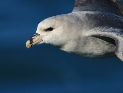 Fulmar (Noordse Stormvogel)