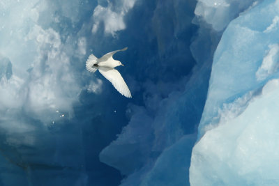 Ivory Gull