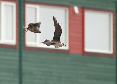 Arctic Skua