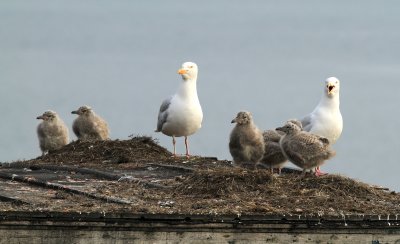 Glaucous Gull