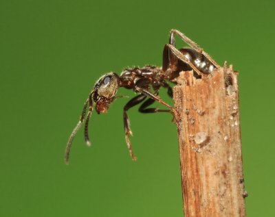 Ant