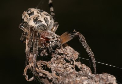 kruisspin/Garden Spider