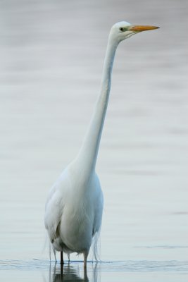 Great White Heron