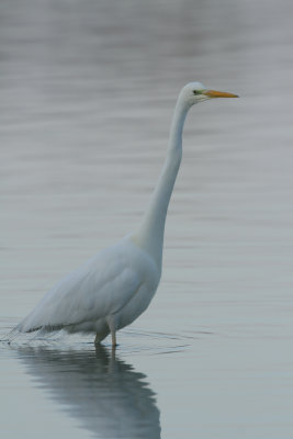 Great White Heron