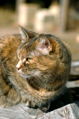 Cat On Woodpile