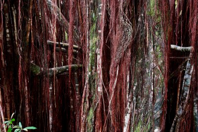Arial roots of the banyan tree, Aka Aka Falls State Park, Big Island