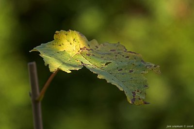 Leaf