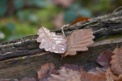 Leaves